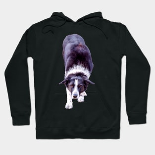 Border Collie Playing Fetch Sticker Hoodie